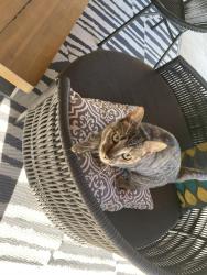 Found/Stray Unknown Cat last seen North Star Mall, San Antonio, TX 78216