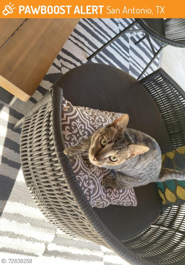 Found/Stray Unknown Cat last seen North Star Mall, San Antonio, TX 78216