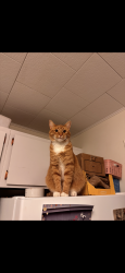 Lost Male Cat last seen near Main Street Jeffersonville , Jeffersonville, NY 12748