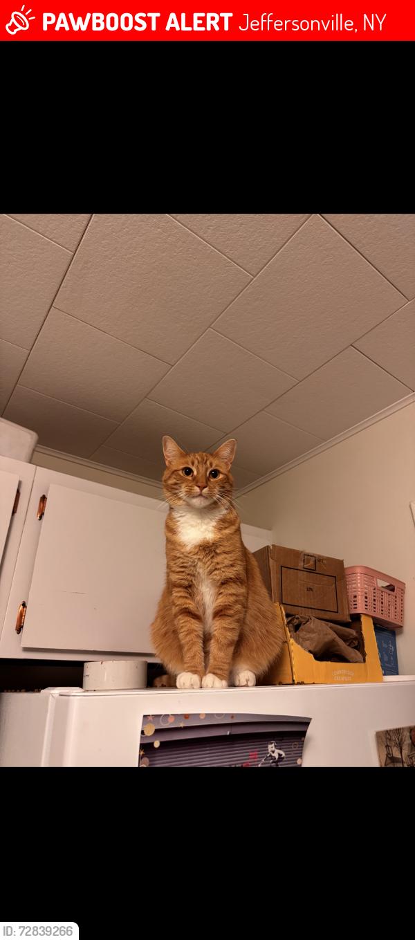 Lost Male Cat last seen near Main Street Jeffersonville , Jeffersonville, NY 12748