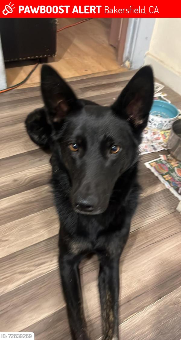 Lost Female Dog last seen Oildale / North Chester / North Bakersfield , Bakersfield, CA 93308