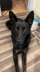 Lost Female Dog last seen Oildale / North Chester / North Bakersfield , Bakersfield, CA 93308