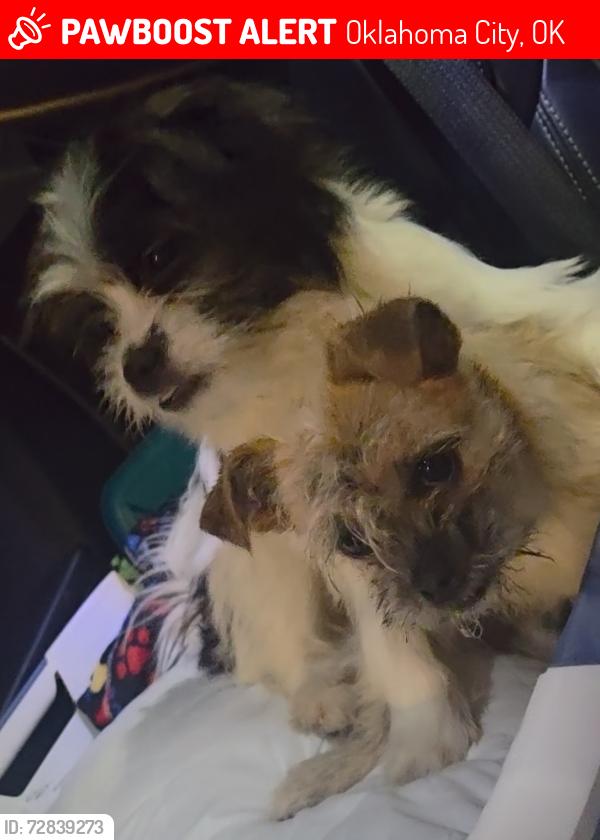 Lost Female Dog last seen 61st and mckinley, Oklahoma City, OK 73139