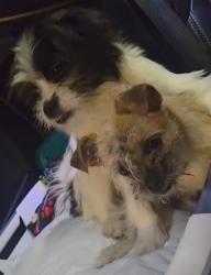Lost Female Dog last seen 61st and mckinley, Oklahoma City, OK 73139