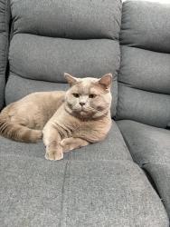 Reunited Male Cat last seen Rotherham East Herringthorpe , East Herringthorpe, England S65