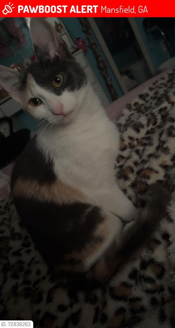 Lost Female Cat last seen Stag run dr and bear creek pt , Mansfield, GA 30055