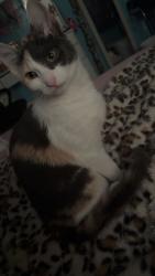 Lost Female Cat last seen Stag run dr and bear creek pt , Mansfield, GA 30055