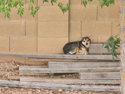 Lost Unknown Dog last seen Chandler Heights and Gilbert , Chandler, AZ 85249