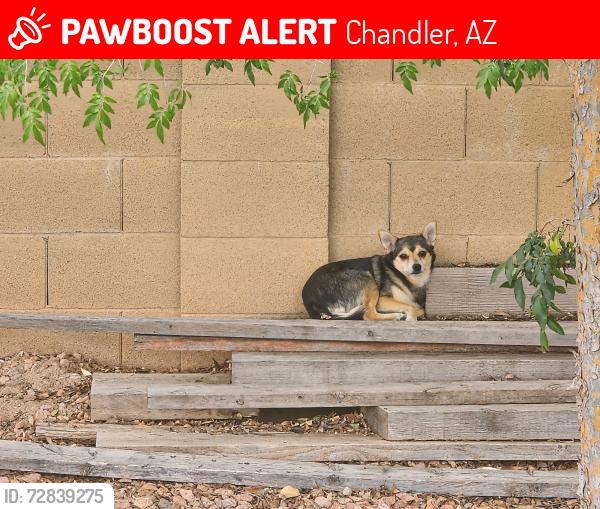 Lost Unknown Dog last seen Chandler Heights and Gilbert , Chandler, AZ 85249