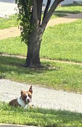 Lost Female Dog last seen West florrisant , Jennings, MO 63136