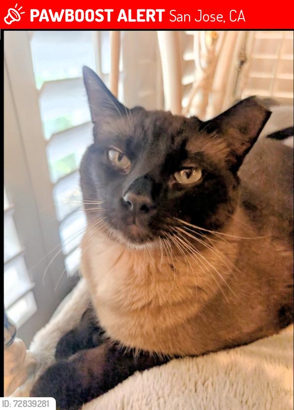 Lost Male Cat last seen Santee Elementary , San Jose, CA 95122