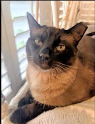 Lost Male Cat last seen Santee Elementary , San Jose, CA 95122