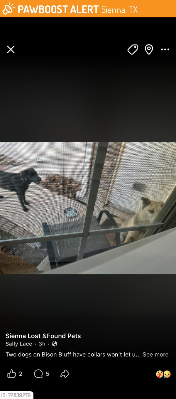 Found/Stray Female Dog last seen Busin bluff caribou cove, Sienna, TX 77459