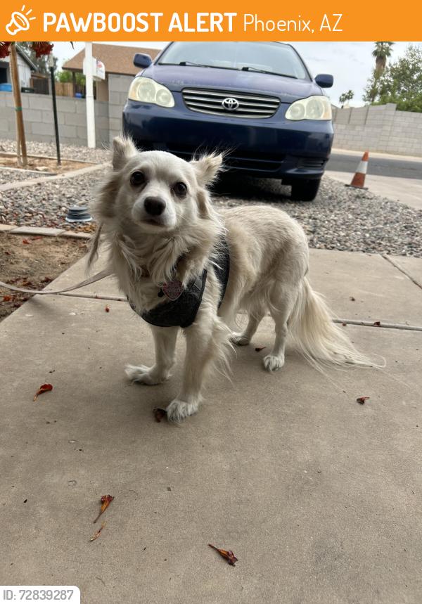 Found/Stray Male Dog last seen 46th street and pecan, Phoenix, AZ 85040