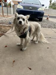 Found/Stray Male Dog last seen 46th street and pecan, Phoenix, AZ 85040