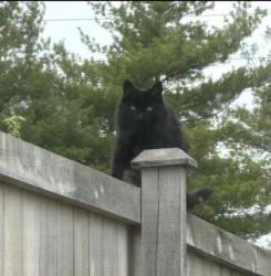 Shelter Stray Unknown Cat last seen ,  , Fishers, IN 46038