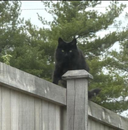 Shelter Stray Unknown Cat last seen ,  , Fishers, IN 46038