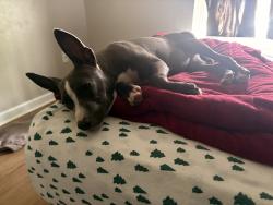 Lost Female Dog last seen Bonny oaks DMV, Chattanooga, TN 37416