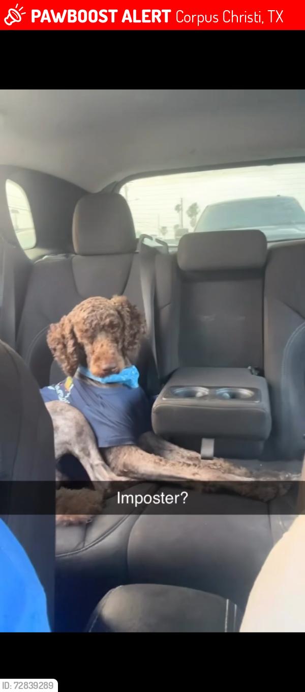 Lost Male Dog last seen Spid and Everhart , Corpus Christi, TX 78411