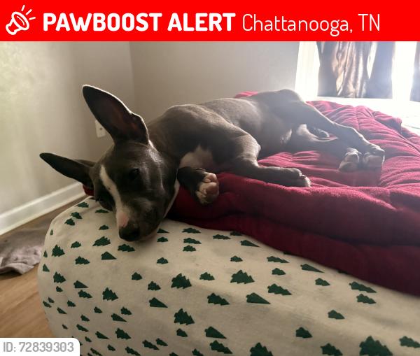 Lost Female Dog last seen Bonny oaks DMV, Chattanooga, TN 37416