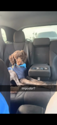Lost Male Dog last seen Spid and Everhart , Corpus Christi, TX 78411