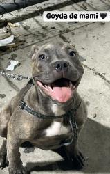 Reunited Female Dog last seen Baldwin village , Los Angeles, CA 90016