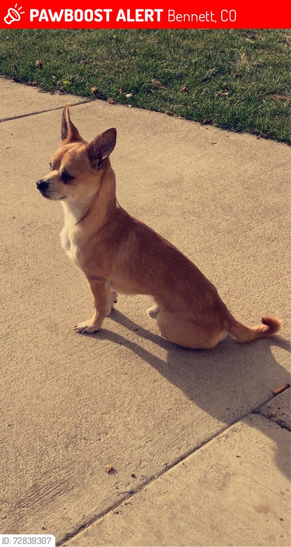 Lost Male Dog last seen Bennett co i70 , Bennett, CO 80102