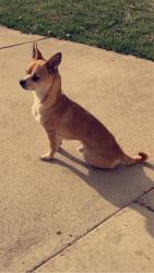 Lost Male Dog last seen Bennett co i70 , Bennett, CO 80102