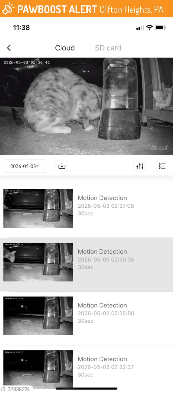 Found/Stray Unknown Cat last seen Willowbrook and church, Clifton Heights, PA 19018
