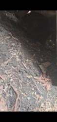 Found/Stray Unknown Cat last seen 2nd and mineral , Milwaukee, WI 53204