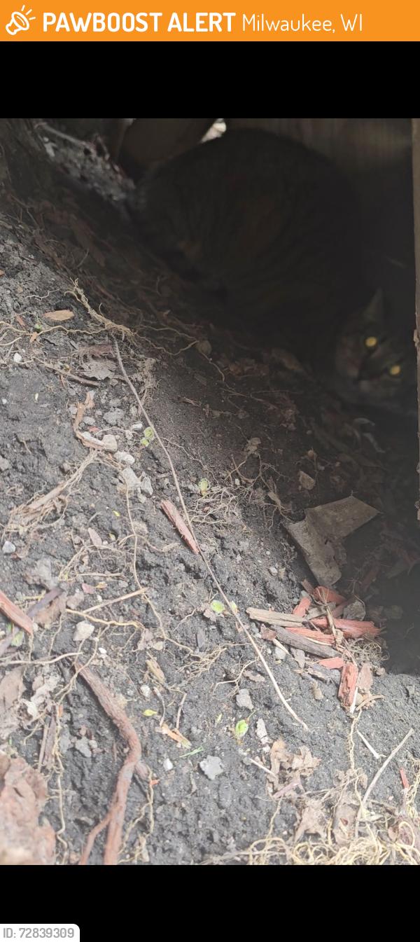Found/Stray Unknown Cat last seen 2nd and mineral , Milwaukee, WI 53204