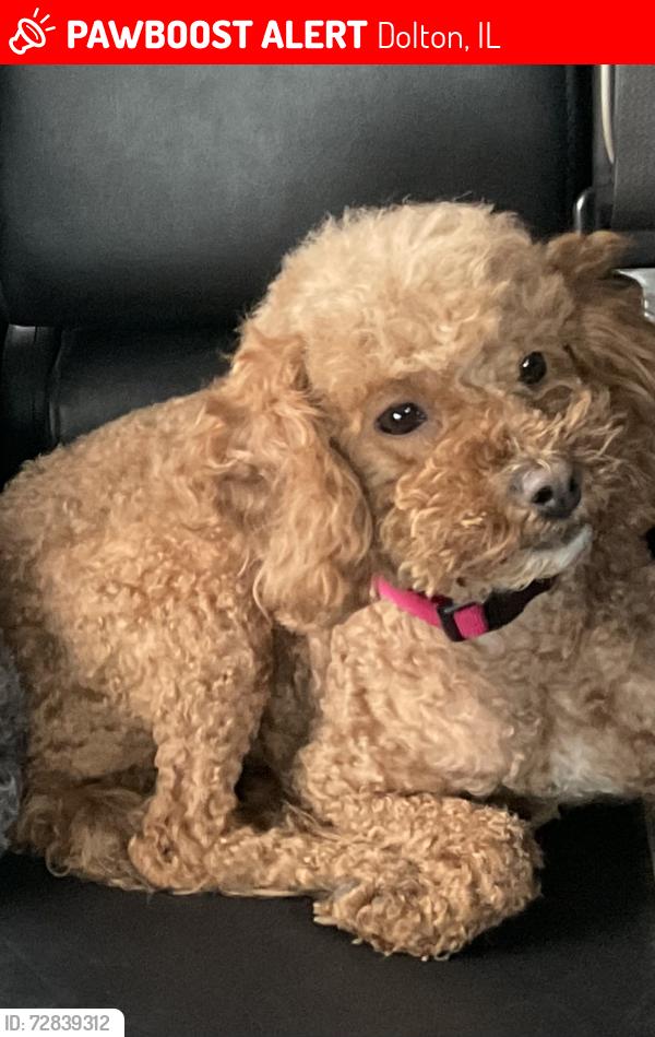 Lost Female Dog last seen Sibley Blvd and MLK jr.dr., Dolton, IL 60419