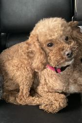 Lost Female Dog last seen Sibley Blvd and MLK jr.dr., Dolton, IL 60419