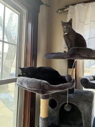 Lost Female Cat last seen Near eastern ave , Lynn, MA 01902