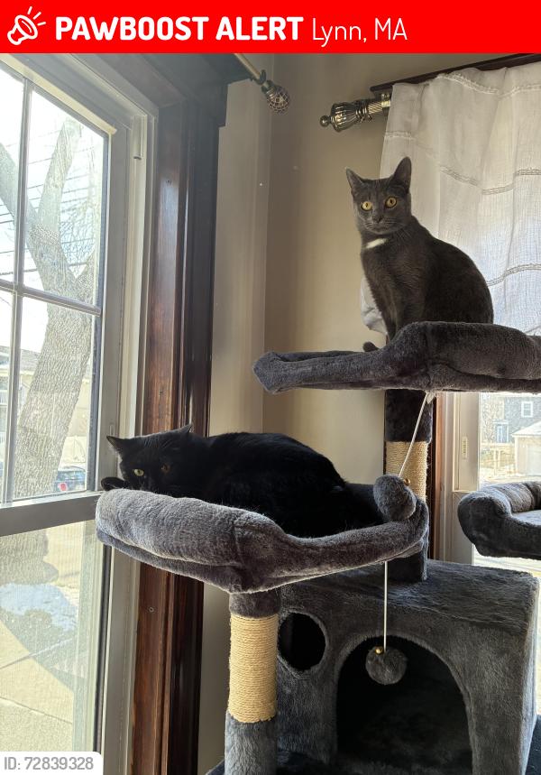 Lost Female Cat last seen Near eastern ave, Lynn, MA 01902