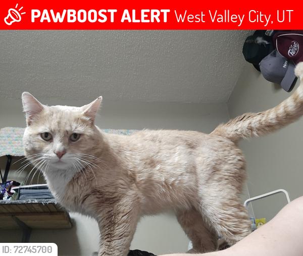 Lost Male Cat last seen Near west, West Valley City, UT 84120