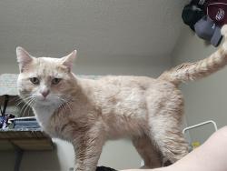 Lost Male Cat last seen Near west, West Valley City, UT 84120