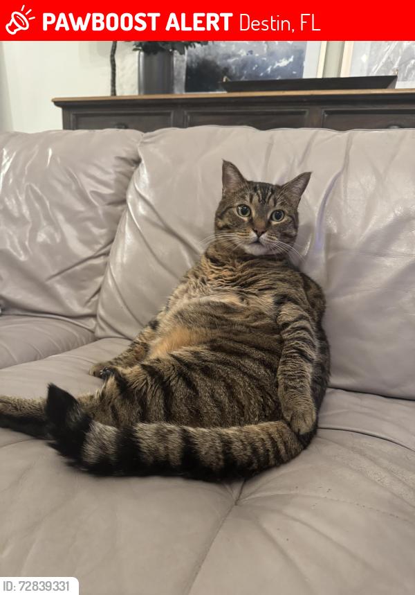 Lost Male Cat last seen Bonaire blvd and South Shores, Destin, FL 32550