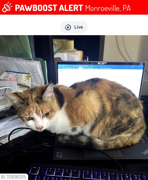 Lost Female Cat last seen Speedway , Monroeville, PA 15146