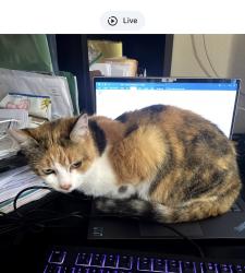 Lost Female Cat last seen Speedway , Monroeville, PA 15146