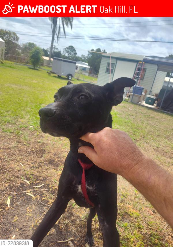 Lost Male Dog last seen Oak Hill flea market, Oak Hill, FL 32759