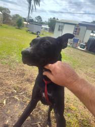 Lost Male Dog last seen Oak Hill flea market, Oak Hill, FL 32759