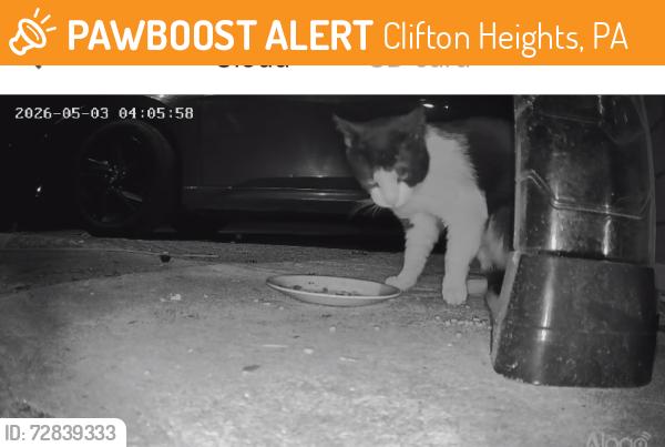 Found/Stray Unknown Cat last seen Back alley of willowbrook, Clifton Heights, PA 19018