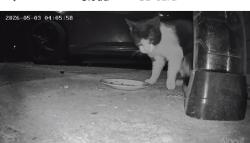 Found/Stray Unknown Cat last seen Back alley of willowbrook, Clifton Heights, PA 19018