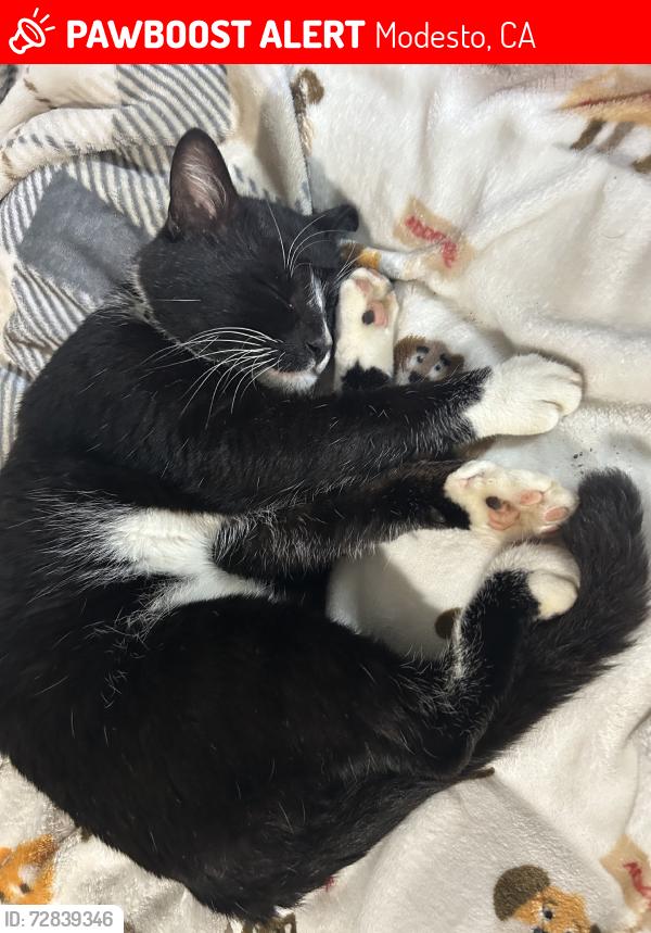 Lost Male Cat last seen 3rd street, Modesto, CA 95351