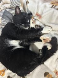 Lost Male Cat last seen 3rd street, Modesto, CA 95351