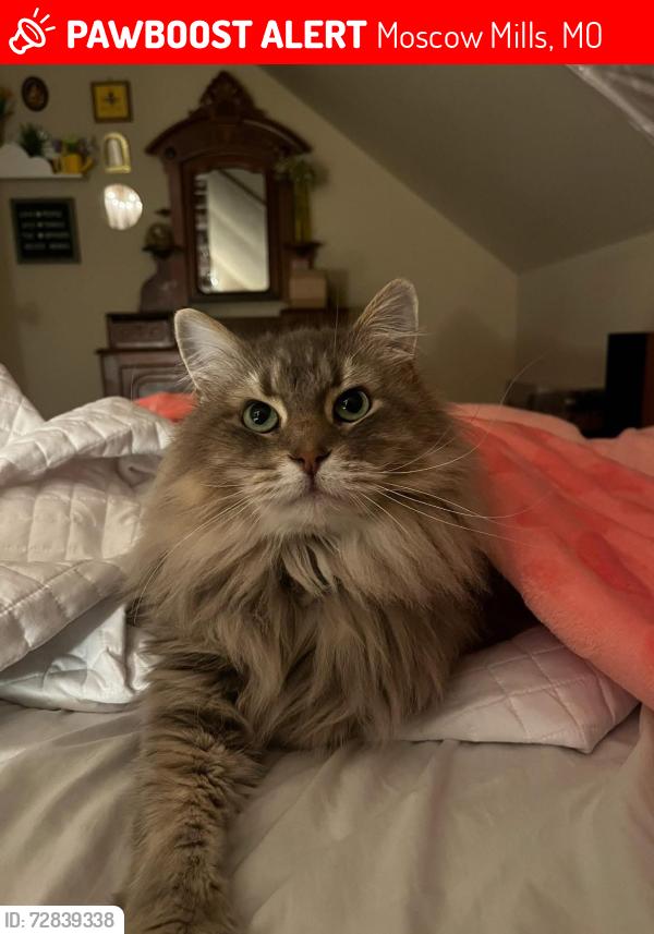 Lost Female Cat last seen Washington Street, 2nd Street, Moscow Mills, MO 63362