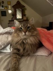 Lost Female Cat last seen Washington Street, 2nd Street, Moscow Mills, MO 63362