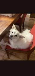 Lost Male Dog last seen Annunciation Greek Orthodox Church, Little Rock, AR 72211