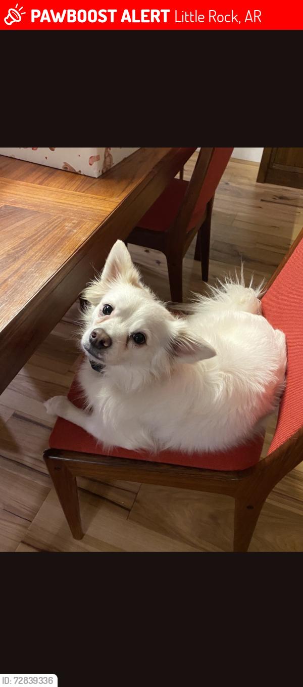Lost Male Dog last seen Annunciation Greek Orthodox Church, Little Rock, AR 72211